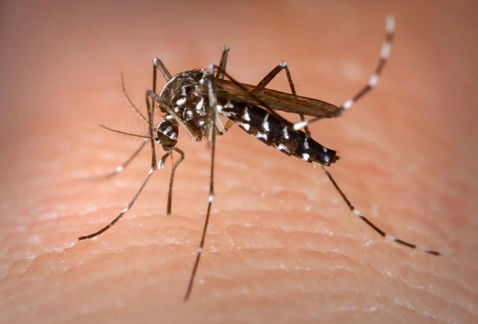 Divulgados os n&uacute;meros sobre a dengue em Brusque