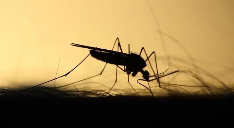 Sa&uacute;de passa a usar drone para vistoria de poss&iacute;veis focos de dengue
