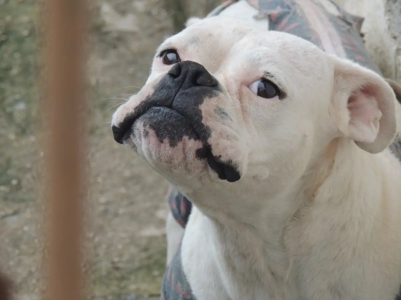 Continuam as a&ccedil;&otilde;es da Pol&iacute;cia Civil contra maus-tratos de animais