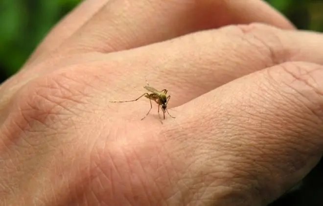 Brusque tem 42 novos casos de dengue, em 24 horas