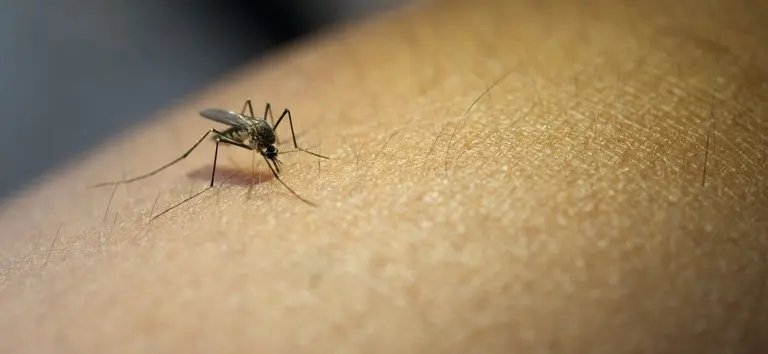 Brusque registra 30 novos casos de dengue, nesta quarta-feira