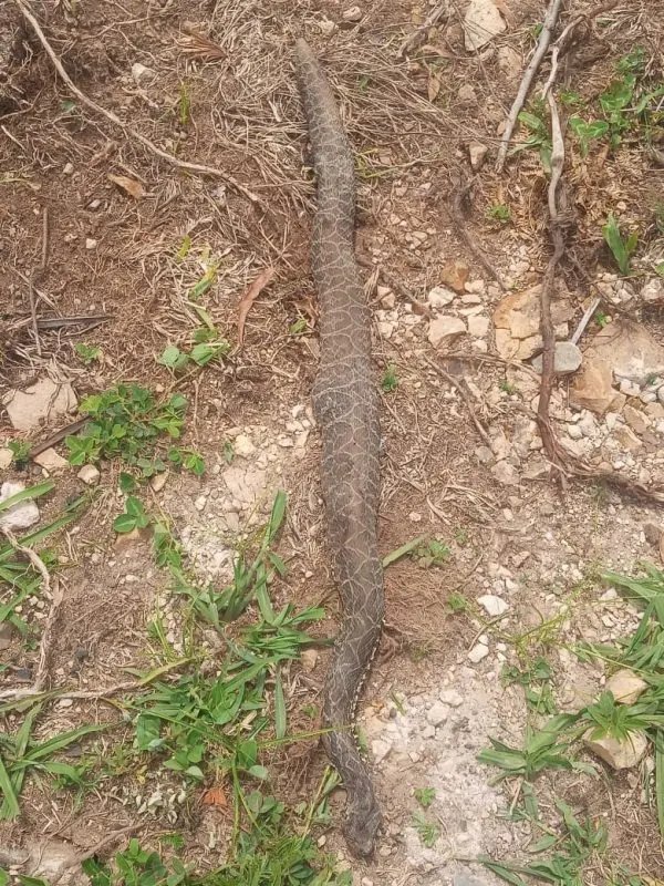 Serpente mata vaca na serra catarinense