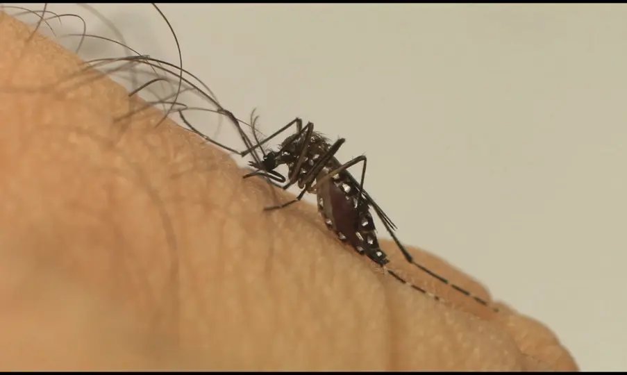 Em 24h, Brusque registra 214 casos de dengue 