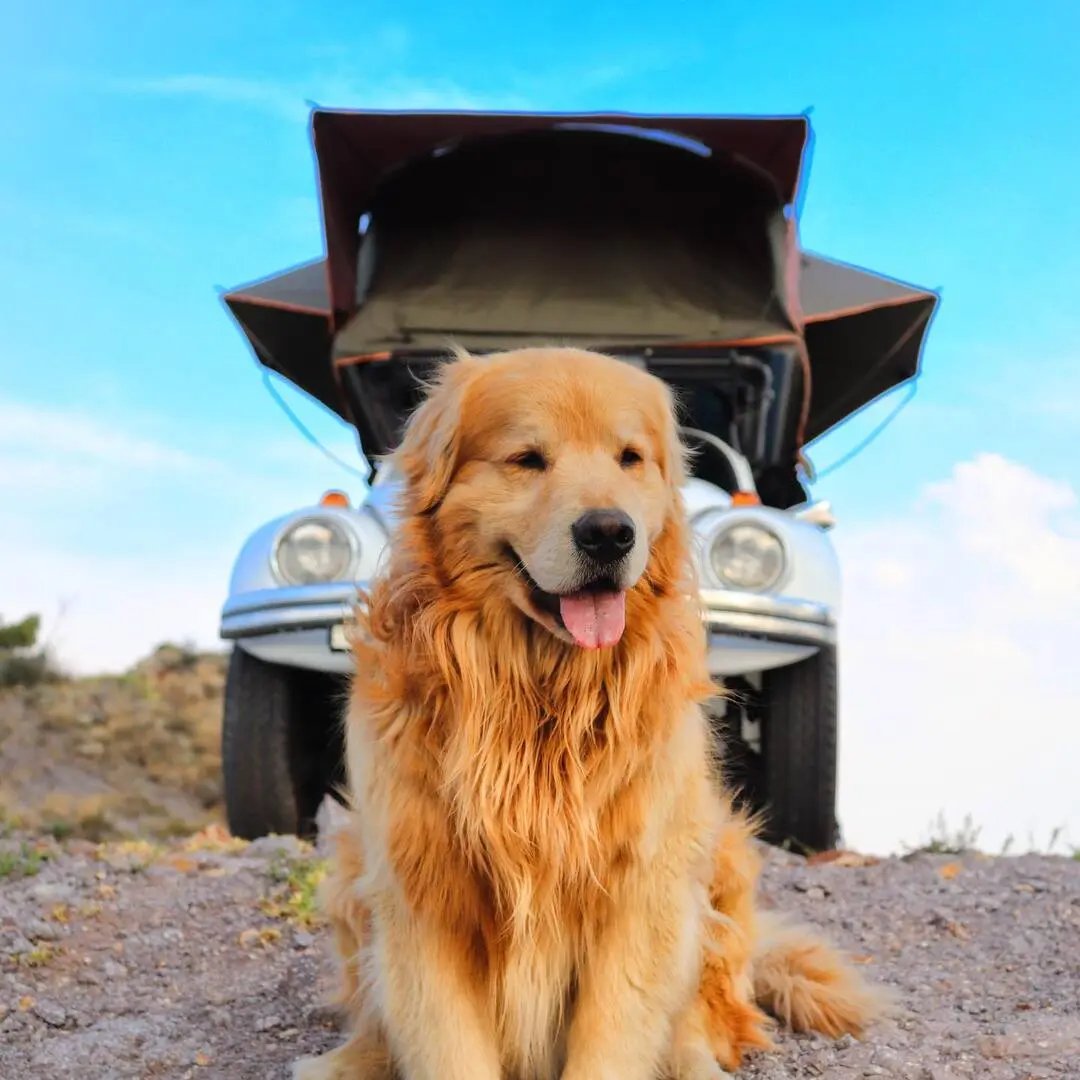 O c&atilde;o Shurastey ser&aacute; cremado nos Estados Unidos