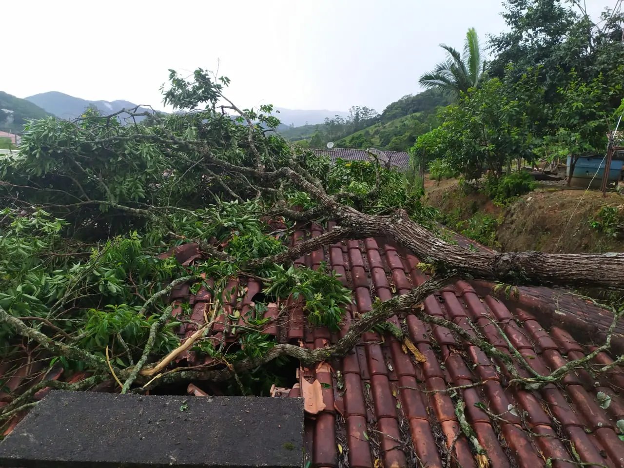 &Aacute;rvore atinge telhado de resid&ecirc;ncia em Dom Joaquim