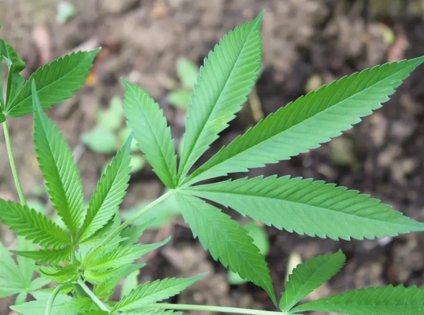 PM de Brusque prende homem que cultivava maconha em casa