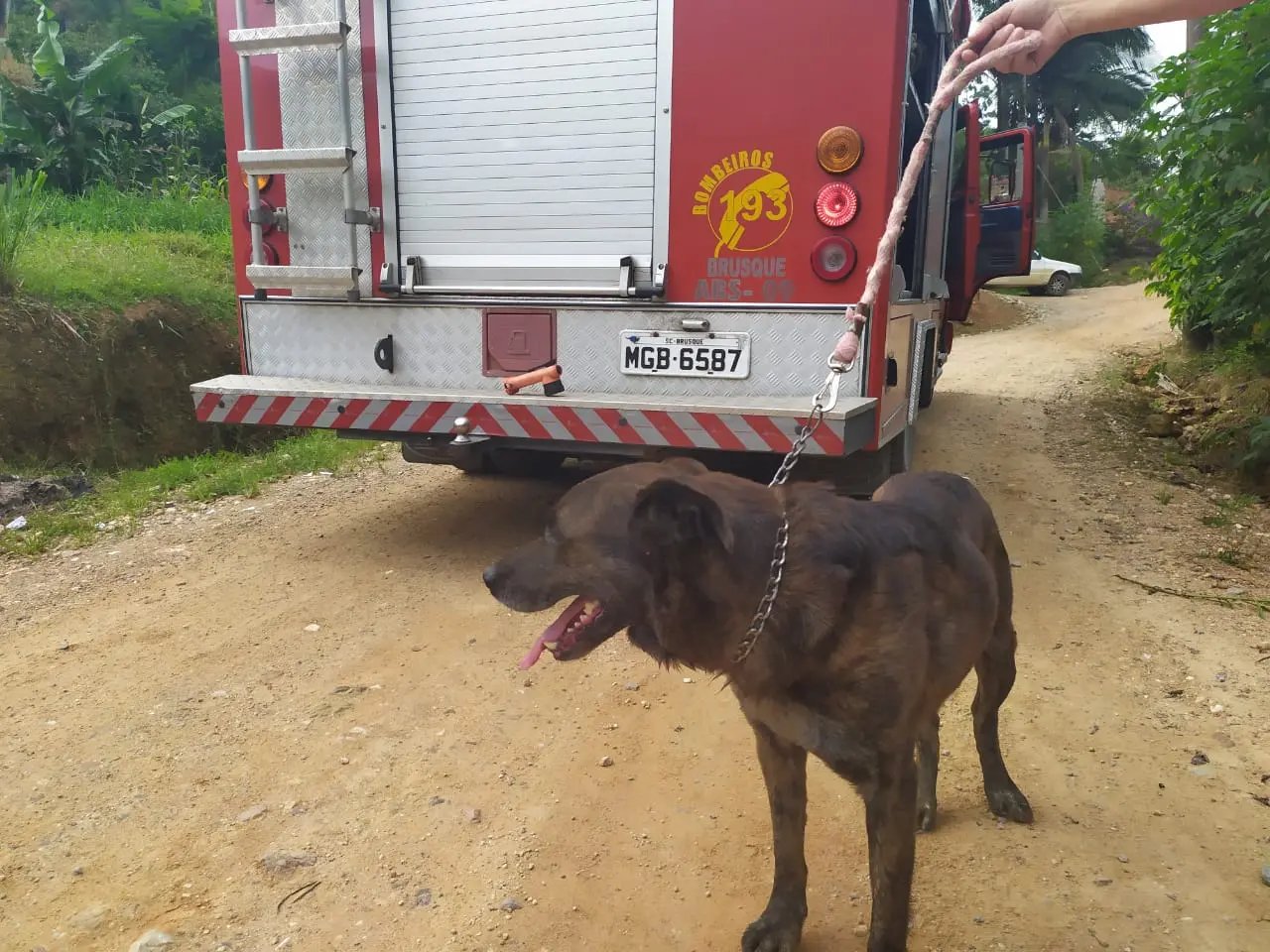 (V&Iacute;DEO) Equipes fazem resgate de c&atilde;o que despencou em buraco