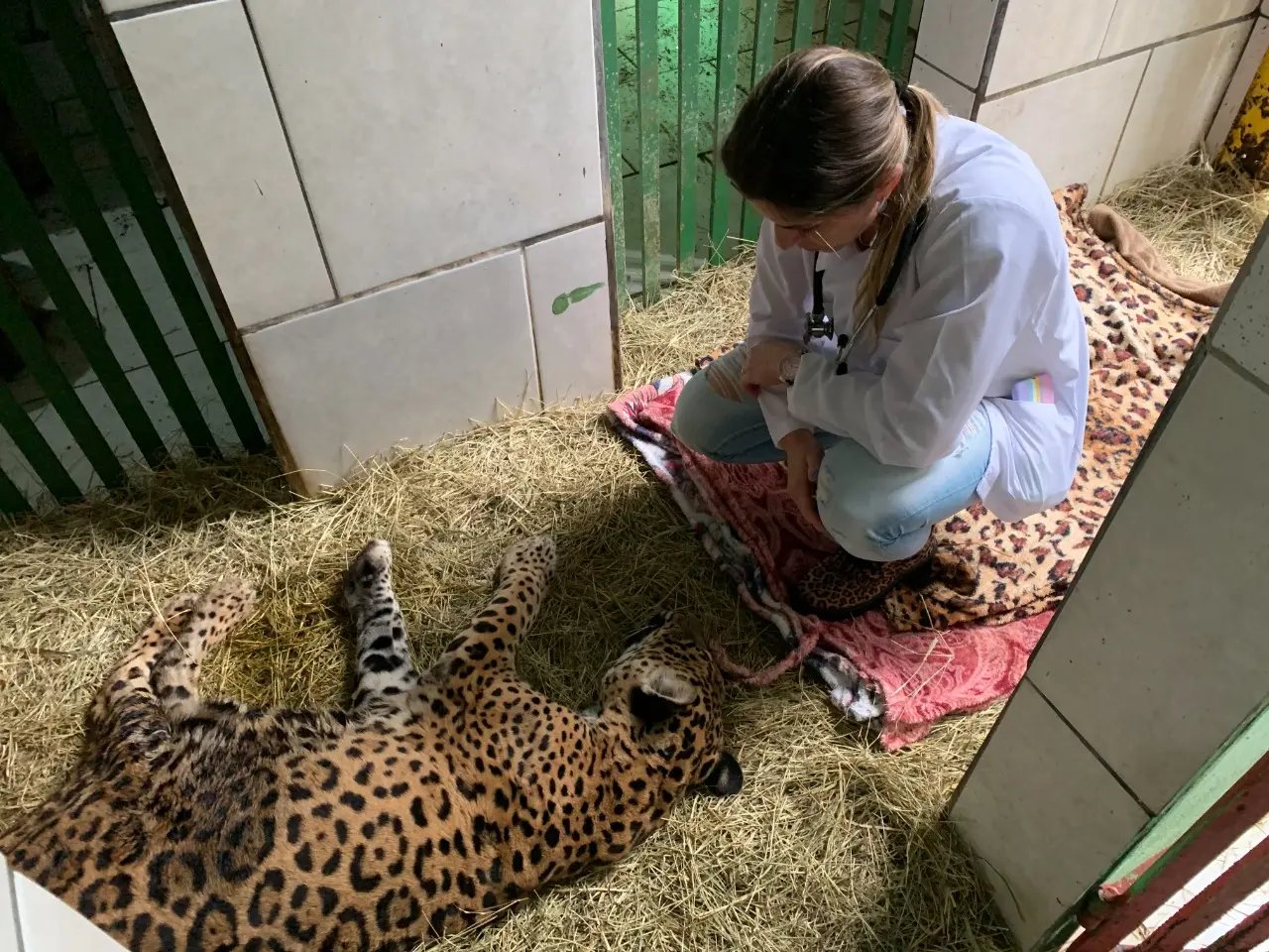 Ap&oacute;s cirurgia, on&ccedil;a-pintada retorna ao Zoobot&acirc;nico