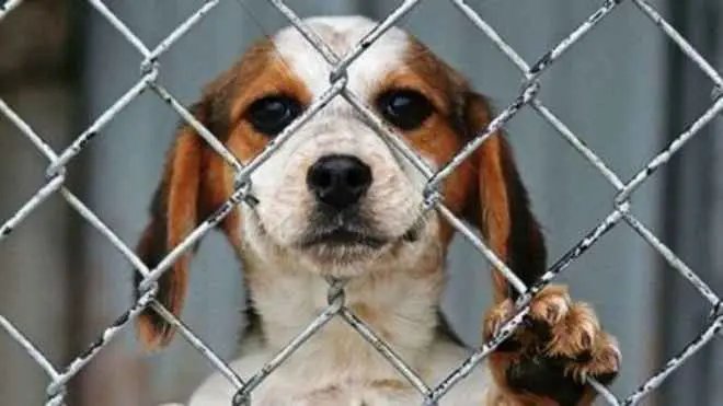 Mulher &eacute; condenada por maus-tratos a animais em Porto Belo
