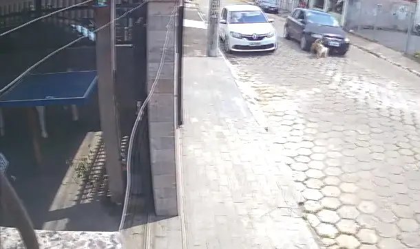 V&iacute;deo: Motorista atropela c&atilde;o e n&atilde;o presta socorro