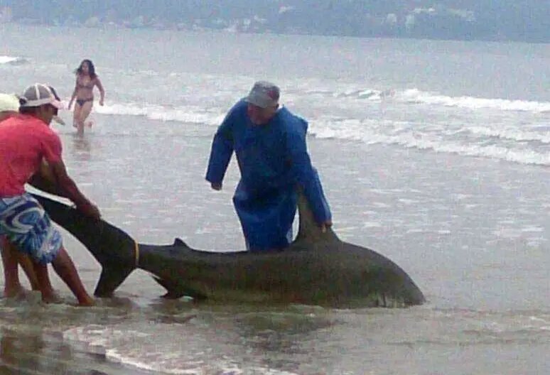 Tubarão teria sido encontrado na praia em Itapema