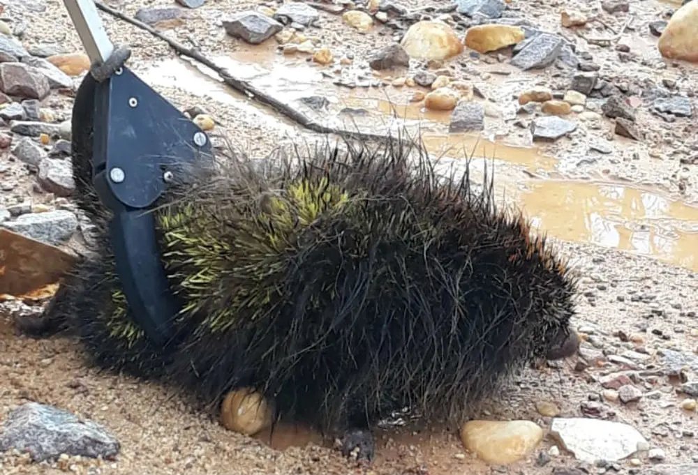 Bombeiros capturam animal silvestre em praça no Centro