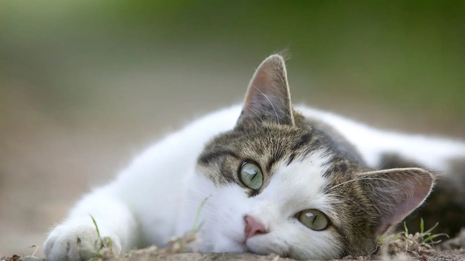 Gata &eacute; infectada por Covid 19 no Brasil