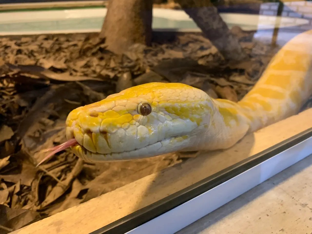Zoobot&acirc;nico de Brusque recebe duas novas esp&eacute;cies de serpentes