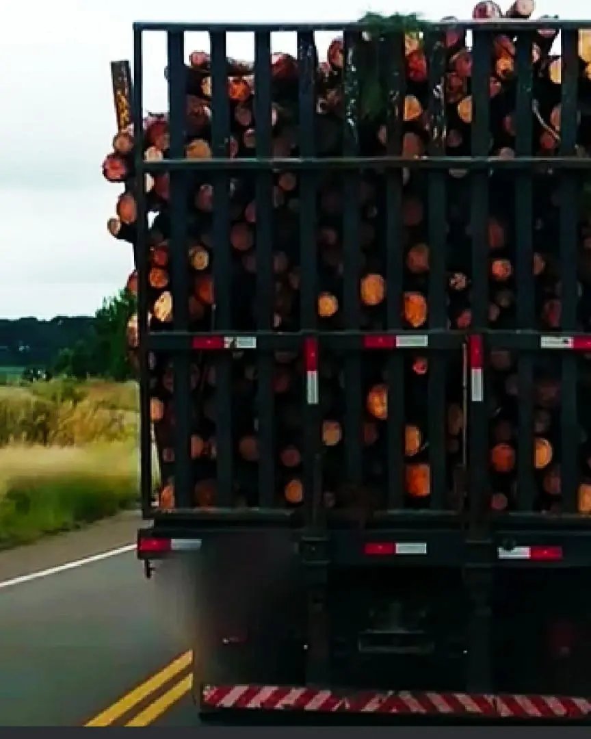 V&Iacute;DEO: PMRv flagra caminh&atilde;o transportando pinus comprometendo a seguran&ccedil;a vi&aacute;ria