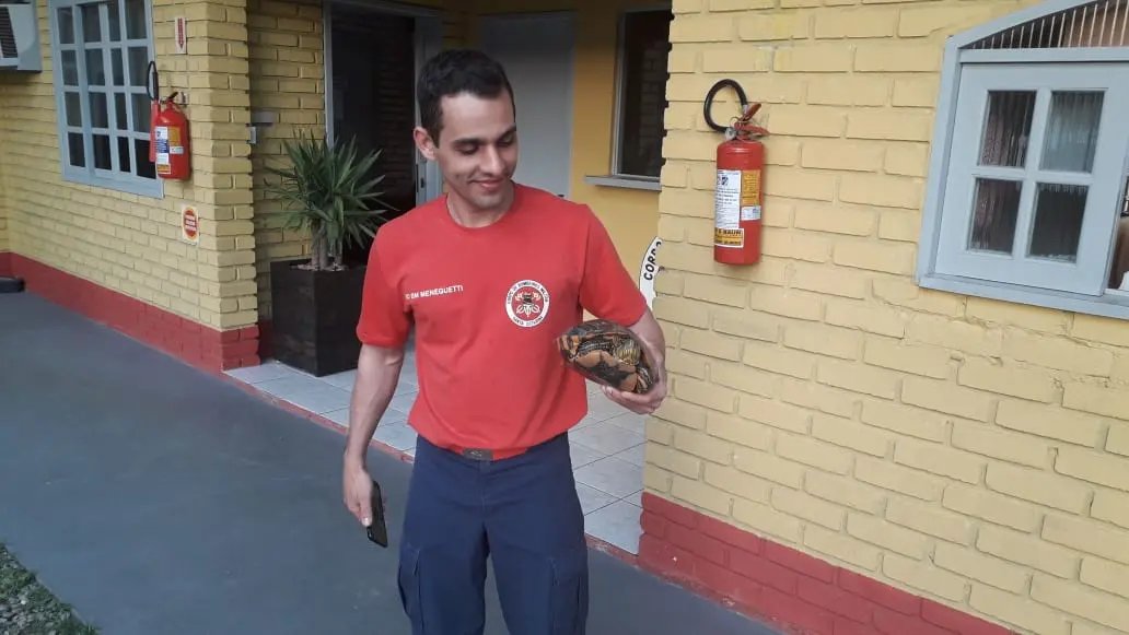 Bombeiros de Guabiruba procuram dono (a) de tartaruga