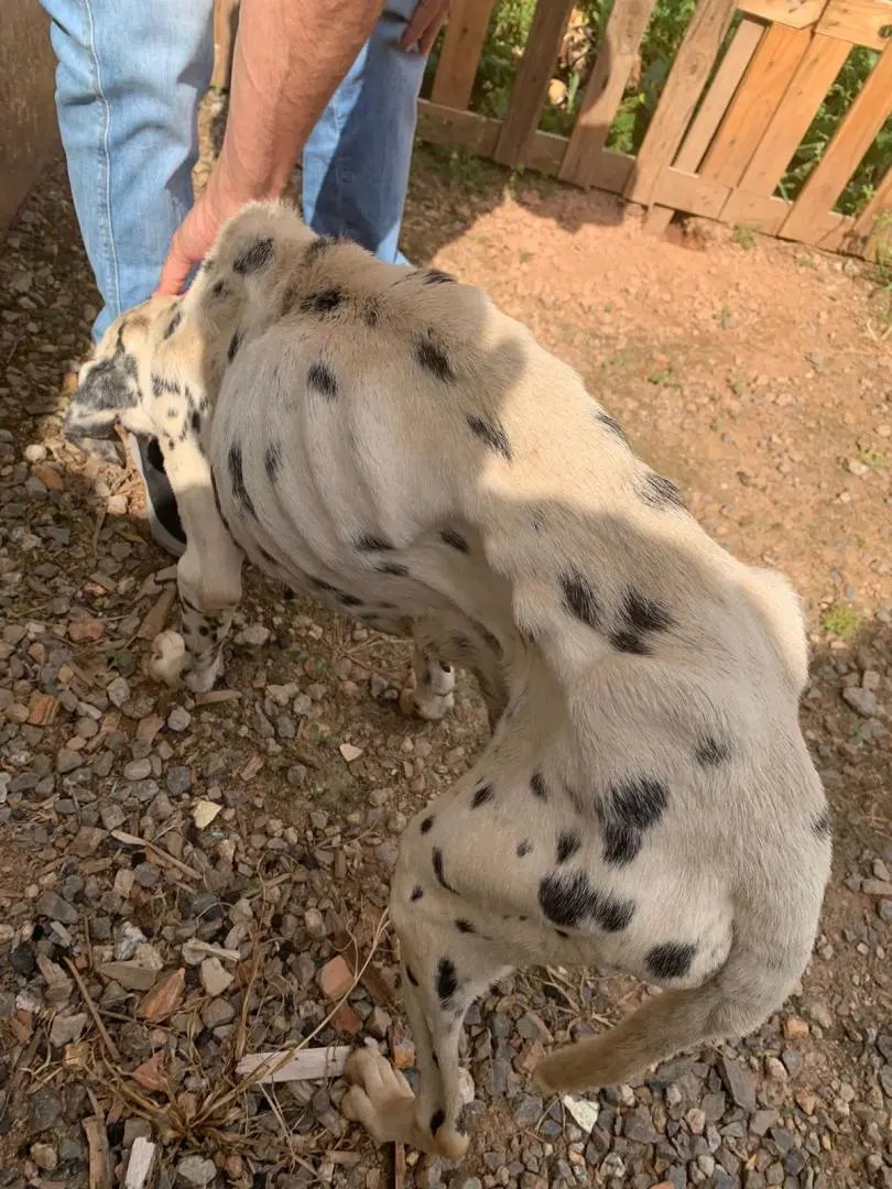 C&atilde;es s&atilde;o resgatados de situa&ccedil;&atilde;o de maus tratos, em Brusque