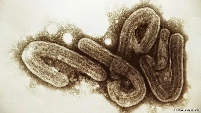 Governo descarta casos de ebola