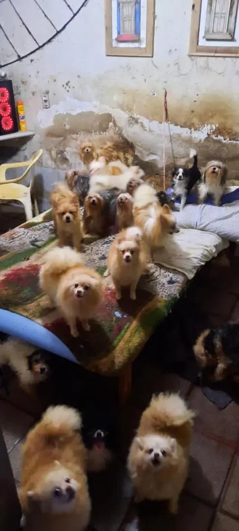 (V&iacute;deo) Pol&iacute;cia fecha canil irregular de c&atilde;es de ra&ccedil;a, em Itaja&iacute;