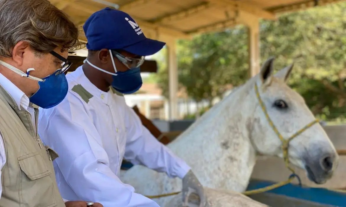 Soro produzido por cavalos t&ecirc;m anticorpos contra Covid-19
