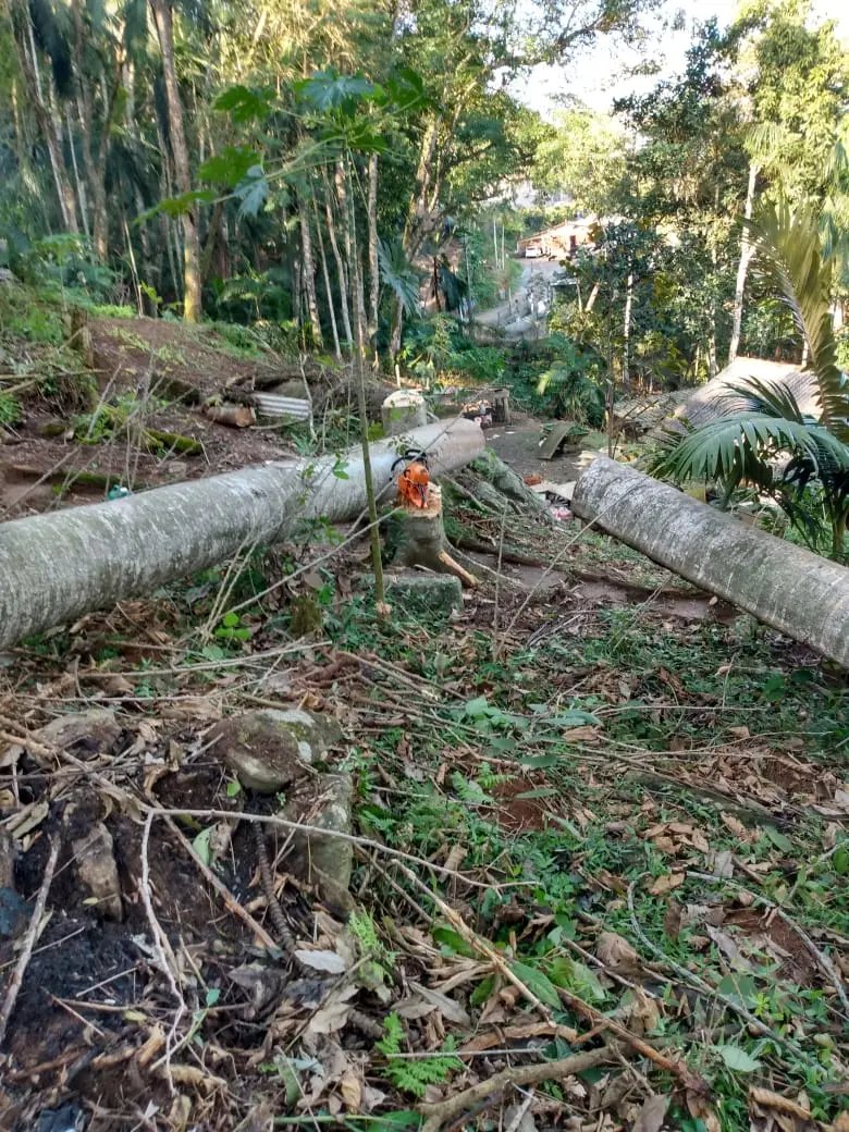 Acidente durante corte de &aacute;rvores deixa um morto e um ferido em Blumenau