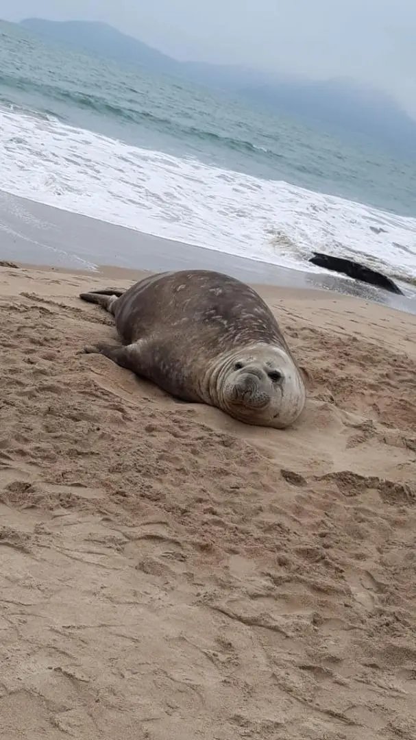 (V&Iacute;DEO) Elefante marinho &eacute; encontrado em Balne&aacute;rio Cambori&uacute;