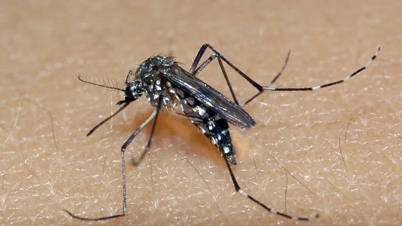 Crian&ccedil;a de nove anos &eacute; diagnosticada com Dengue