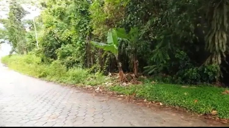 (V&Iacute;DEO) Moradora reclama de mato alto e lajotas soltas em rua 