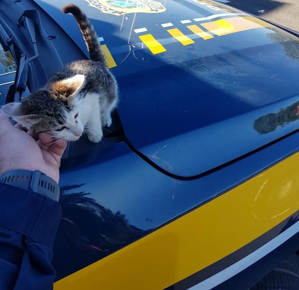 Motorista &eacute; flagrado pela pol&iacute;cia ao atirar gato pela janela do carro