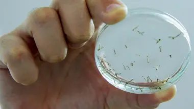 Brusque registra 89 novos focos do mosquito Aedes aegypti nos &uacute;ltimos 42 dias
