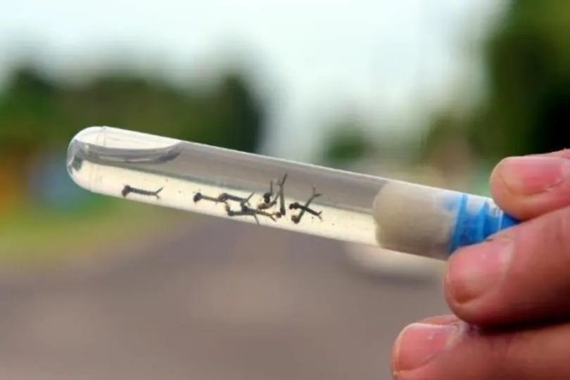 Brusque inicia levantamento sobre focos do mosquito Aedes Aegypti 