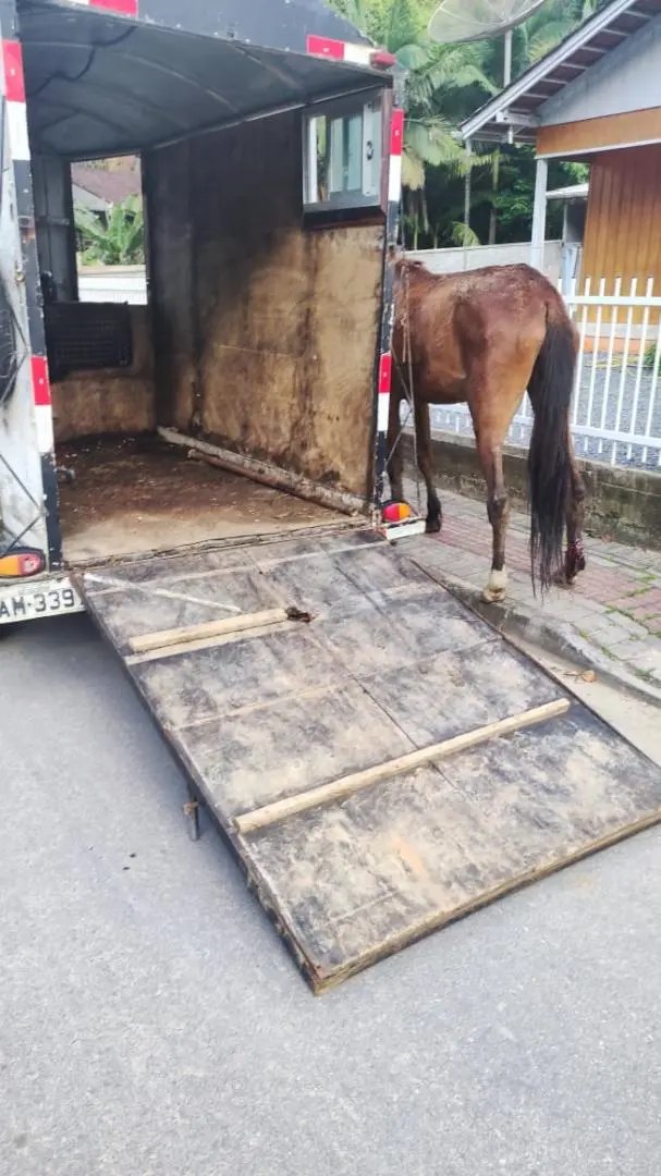 Animal &eacute; encontrado debilitado e com sinais de maus tratos  