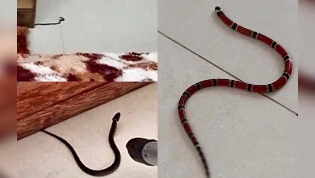 Morador encontra mais de oito cobras dentro de casa