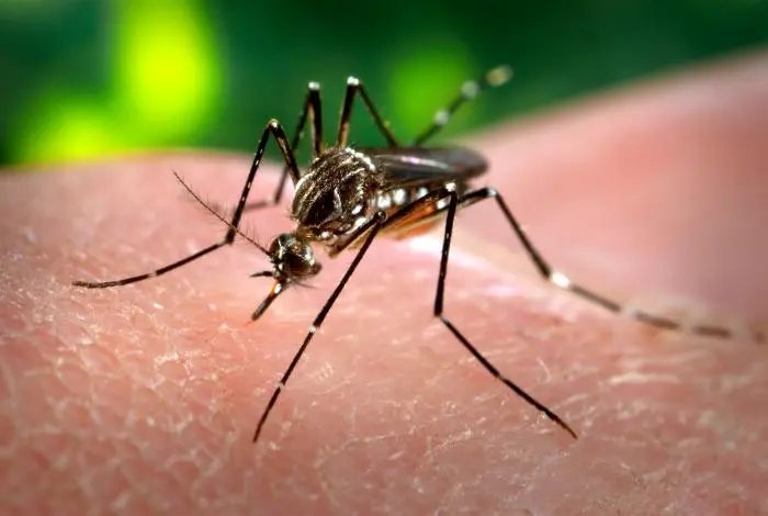 Aparelho detecta dengue em 20 minutos