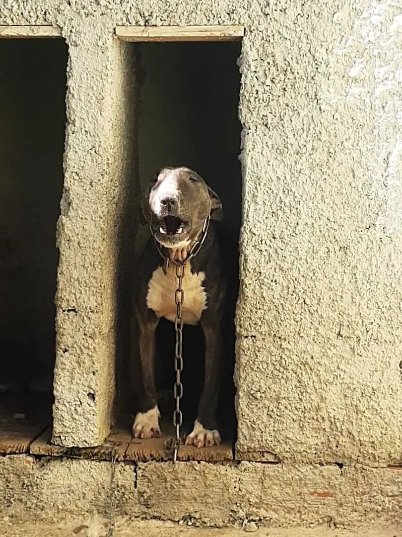 (V&Iacute;DEO) Bombeiros capturam c&atilde;o bravo e procuram pelo dono