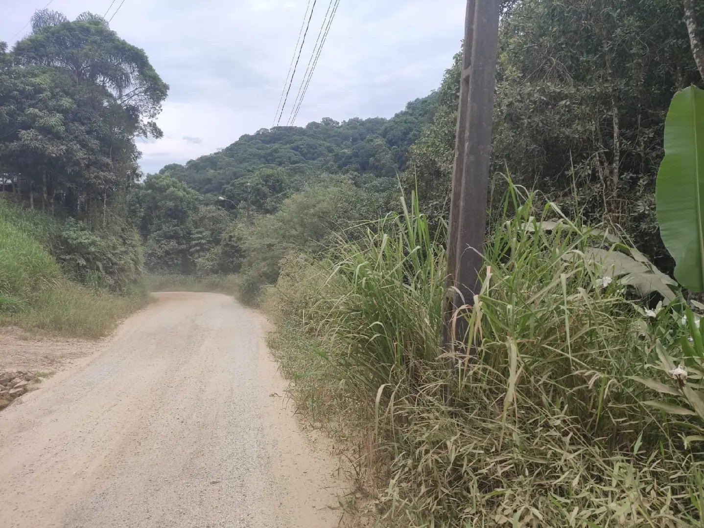 (VÍDEO) Moradores reclamam de matagal no Santa Luzia