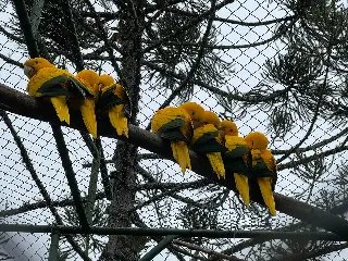 Conheça as ações que o Zoobotânico realiza com os animais durante o frio - 7
