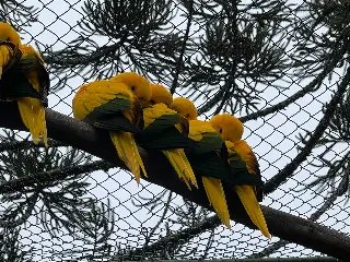 Conheça as ações que o Zoobotânico realiza com os animais durante o frio - 3