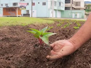 Horto florestal e o embelezamento de Brusque - 2