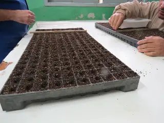 Horto florestal e o embelezamento de Brusque - 1