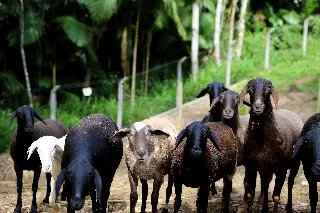 Ovelha de Guabiruba é premiada em exposição - 1