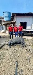 Em Brusque: Vaca prenha é resgatada de tanque de 4 metros de profundidade - 1