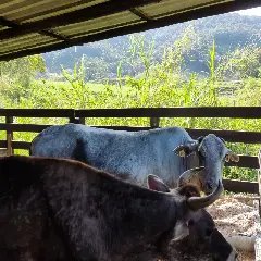 Em Brusque: Vaca prenha é resgatada de tanque de 4 metros de profundidade - 2