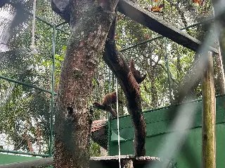Parque Zoobotânico de Brusque recebe três Bugios-Ruivos - 1