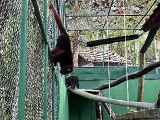 Parque Zoobotânico de Brusque recebe três Bugios-Ruivos - 2