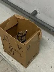 Polícia Civil apreende animais silvestres no bairro Bateas  - 2