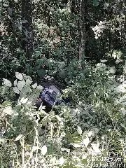 Carro sai da pista e capota em barranco em Botuverá - 1