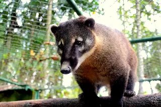 Parque Zoobotânico de Brusque é opção para as férias - 2