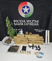 PM encontra pé de maconha e tabletes de drogas após denúncia - 1