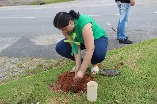 Arborização em Brusque: projeto piloto planta 84 novas árvores frutíferas - 1